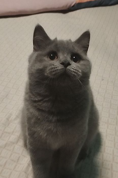 Шотландська дівчинка з прививками і документами