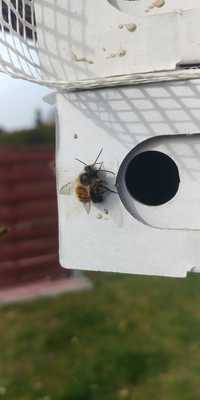 Murarka Ogrodowa Ruda Osmia Rufa 500 szt. + Pudełko Lęgowe