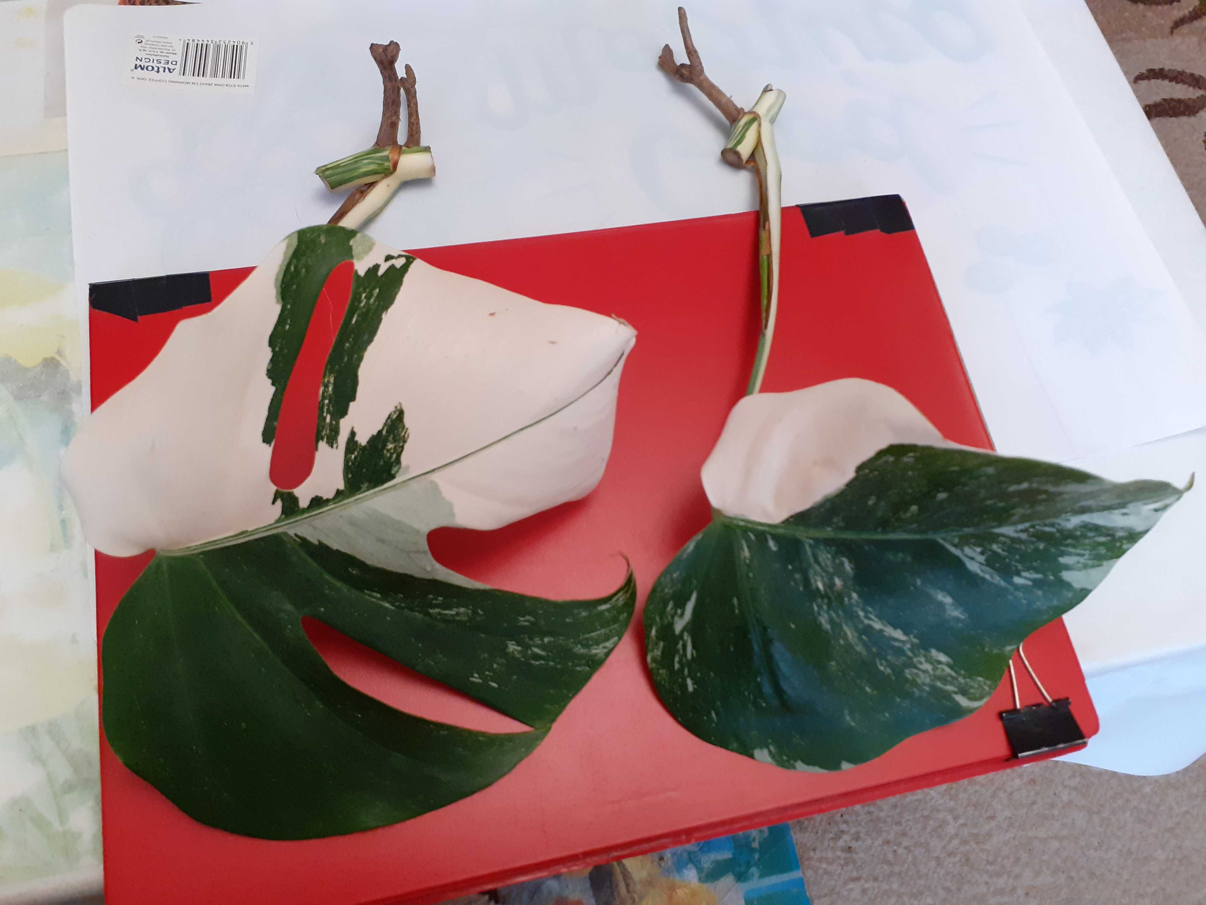 Rośliny doniczkowe -  BIAŁA Monstera VARIEGATA