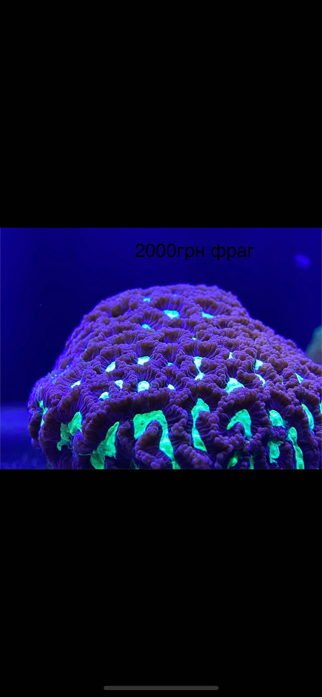 Морський акваріум корали кораллы