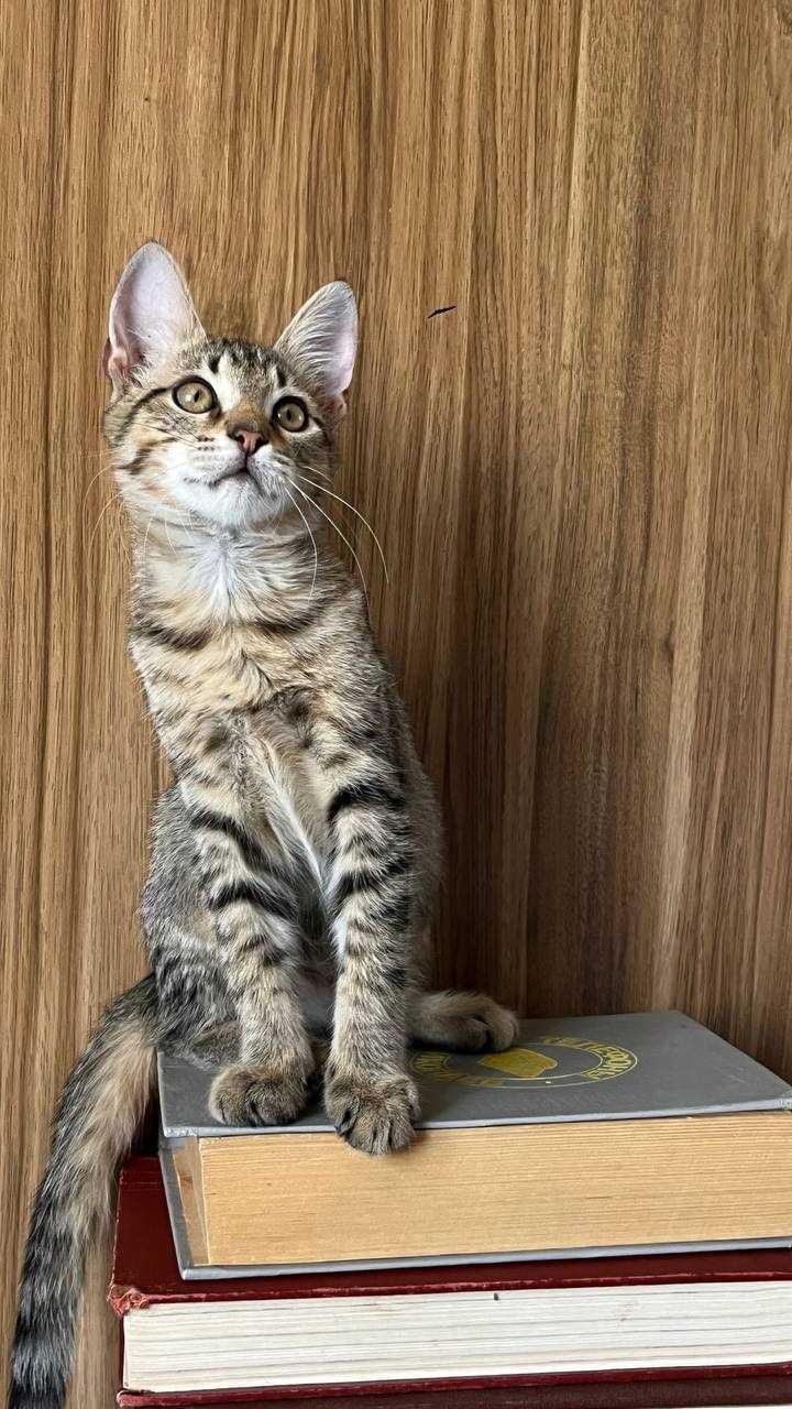 Котенок Смурфик ищет дом