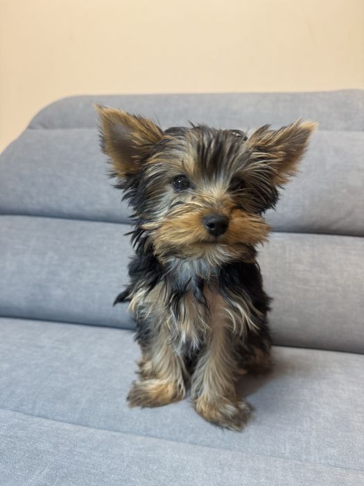 Йоркширський терєр, дівчинка йорка 3 міс ТОРГ