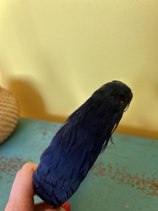 Opaska Pinko pióra granat