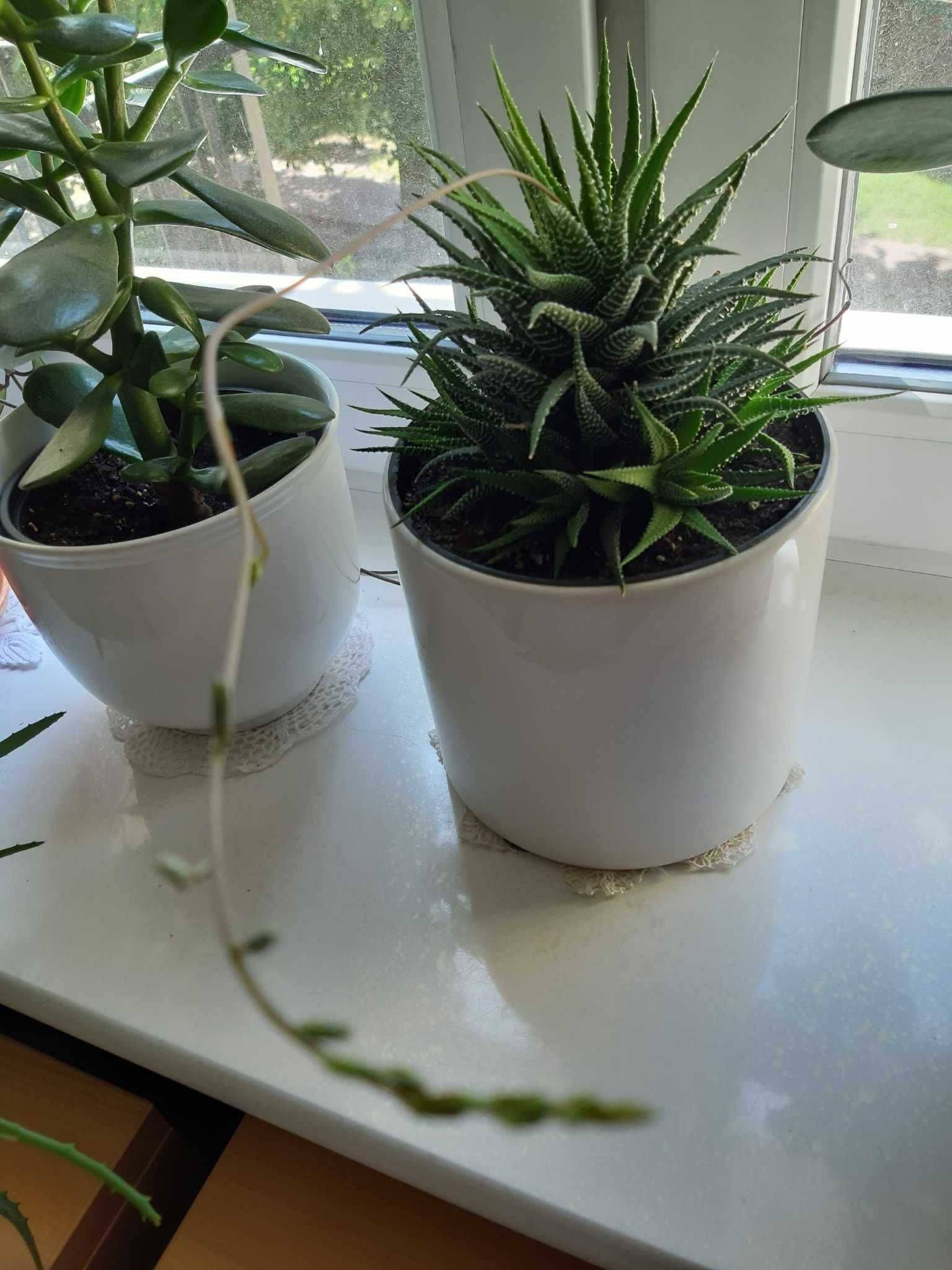 Haworsja Haworthia wąskolistna lub pasiasta kaktus