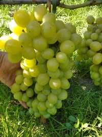 Продам вегетующі саджанці винограду