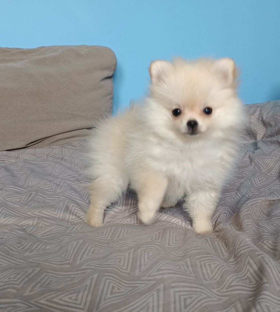 Szpic miniaturowy/pomeranian