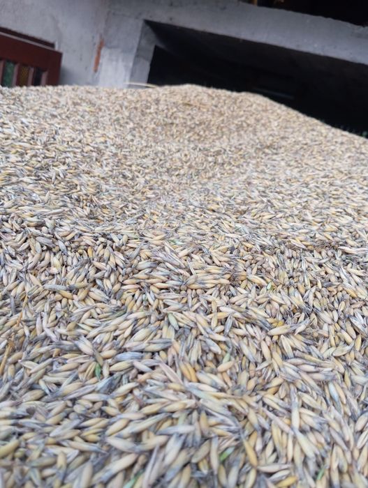 Sprzedam   owies i pszenice