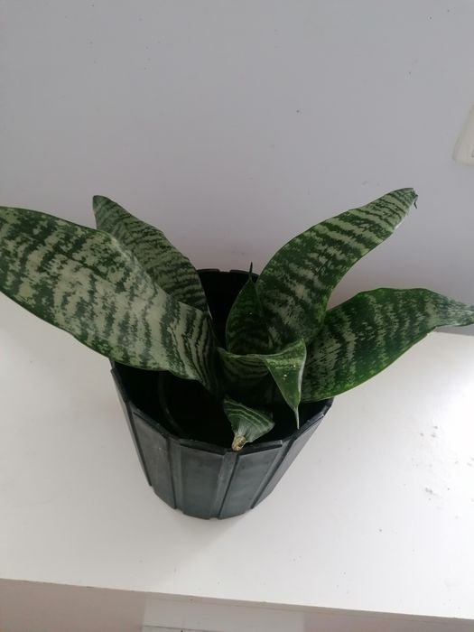 Кала ефіопська, хлорофітум, каланхоє, сансев'єра