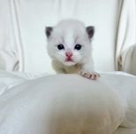 Kocurek Blue Ragdoll WCF odbiór koniec września