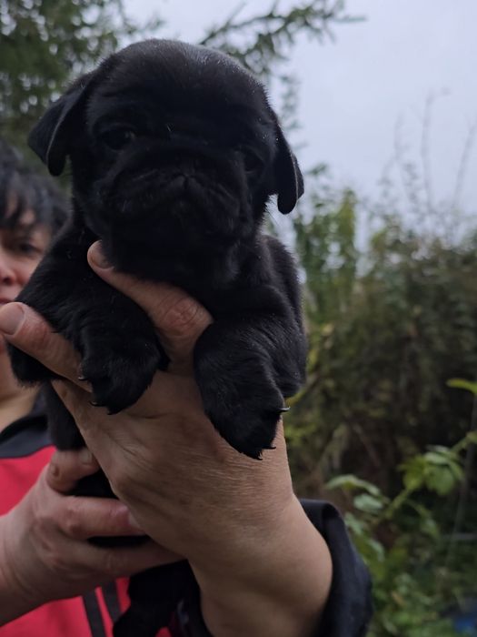 Чорні цуцики мопса