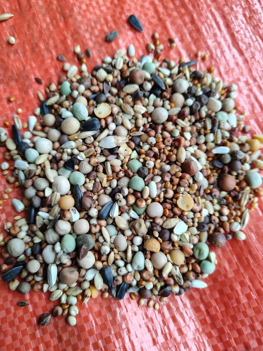 Karma dla gołębi BK bez pszenicy i kukurydzy