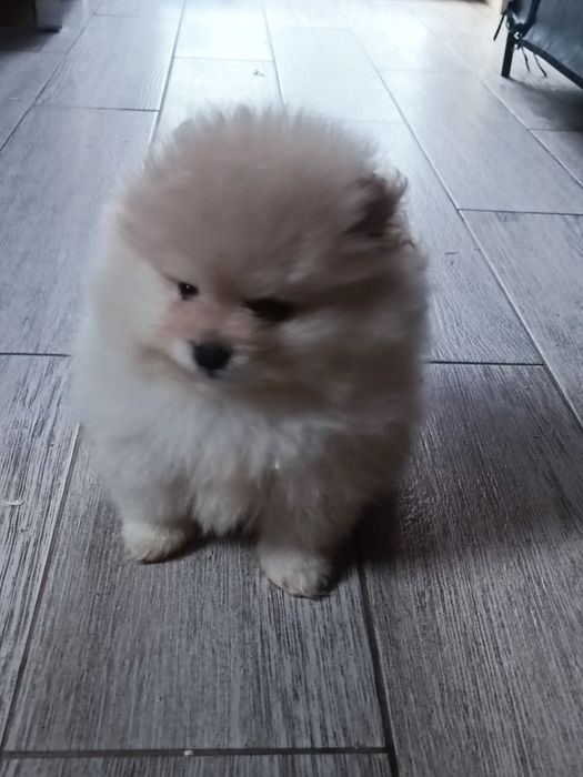 Pomeranian suczka "Bóo"