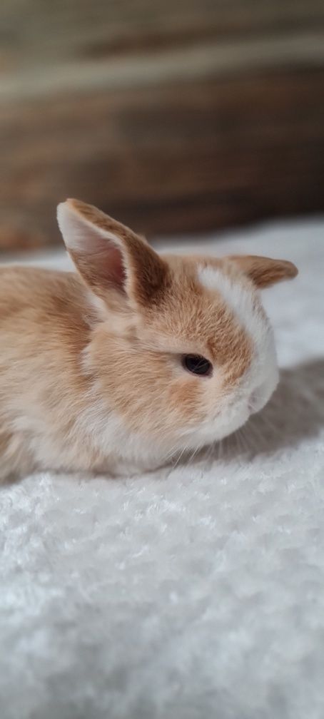 Króliczek Mini Lop Królik Baranek Miniaturka Zarejestrowana Hodowla