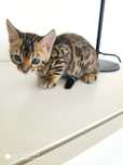 Gato de Bengala de excelente linhagem