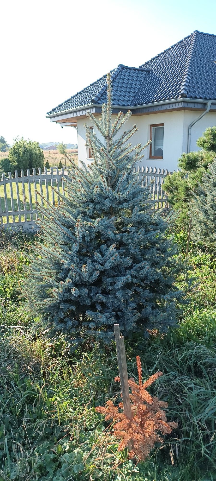 Choinki jodła kaukaska ,świerk sosna