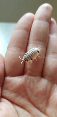 Prosionki isopody Porcellio laevis 'Dairy cow' hodowla