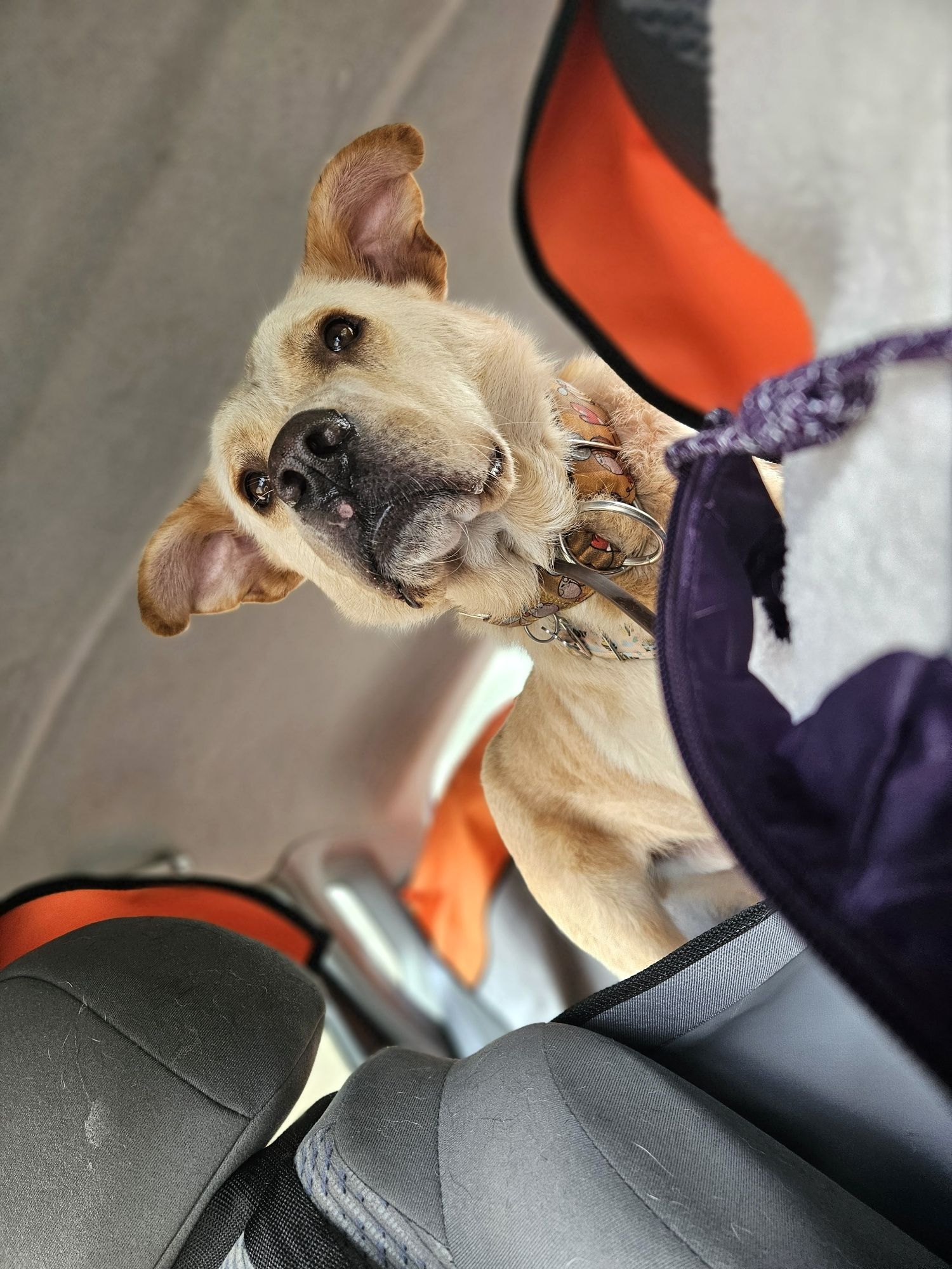 Brego z charakterem labradora szuka domu!