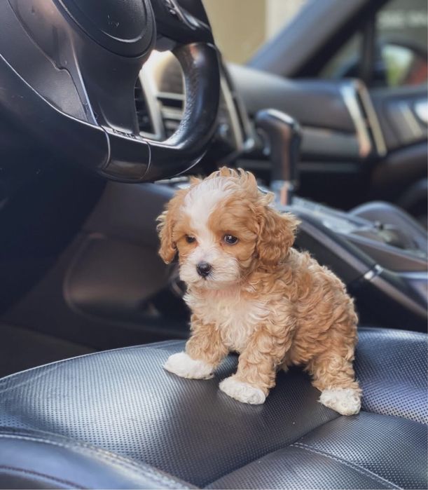 Мінічка цуценятка мальтипу ф1