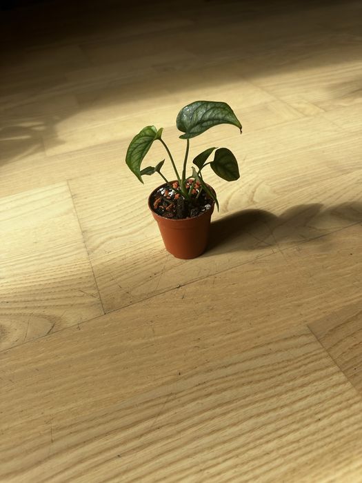 Monstera siltecepana