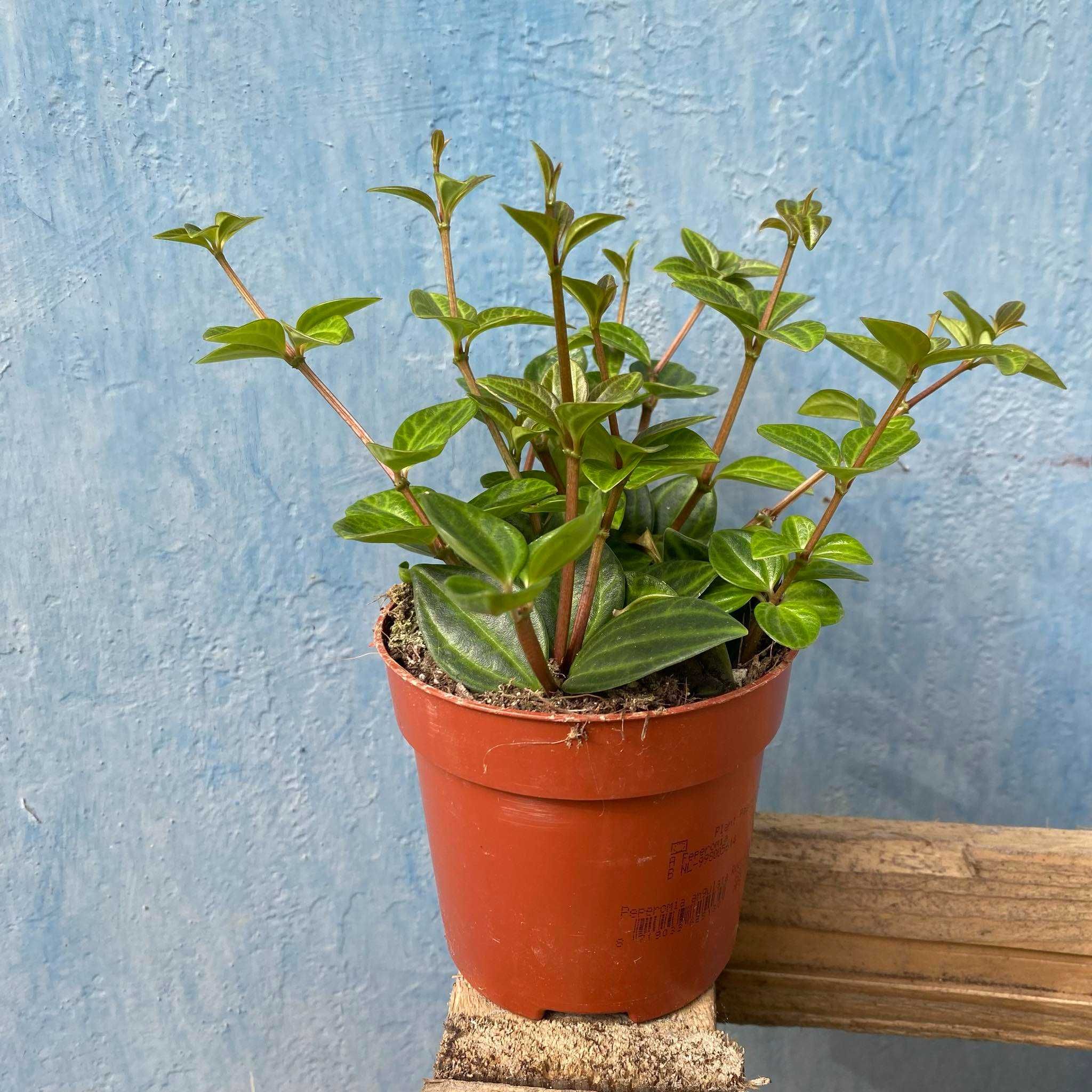 Peperomia Angulata Ogrzewacz w cenie