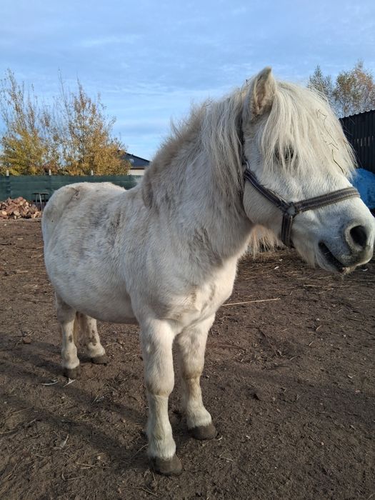 Kuc kucyk ogierek ogier konik wałach koń