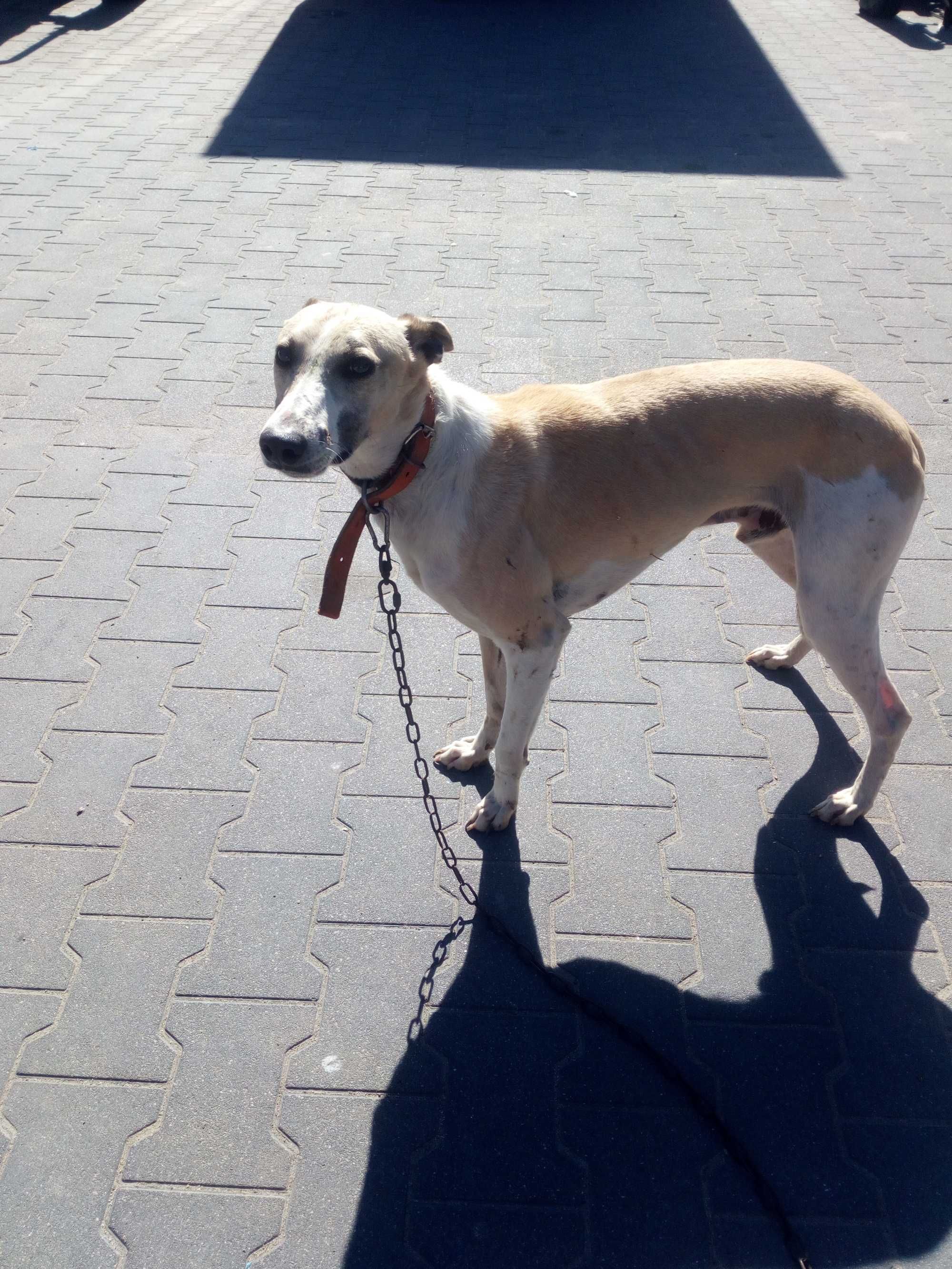 Chart Angielsk Whippet  piesek