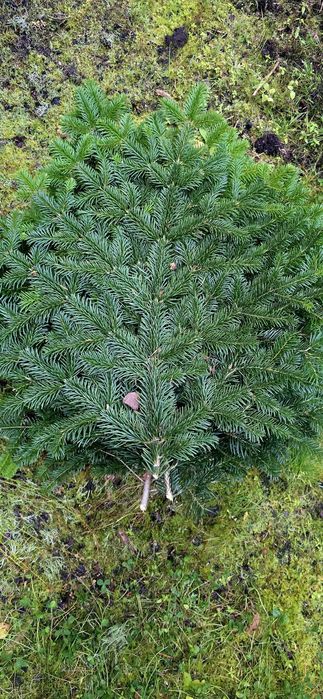 Gałęzie Jodły Kaukaskiej