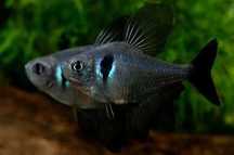 Tetra Fantasma Negro