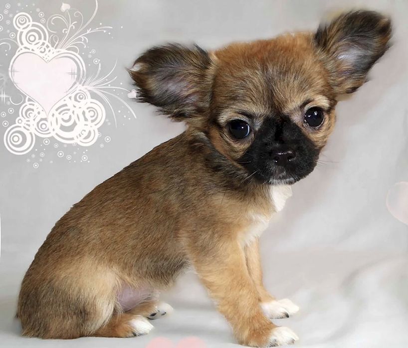 Малюки Чихуа до Свят