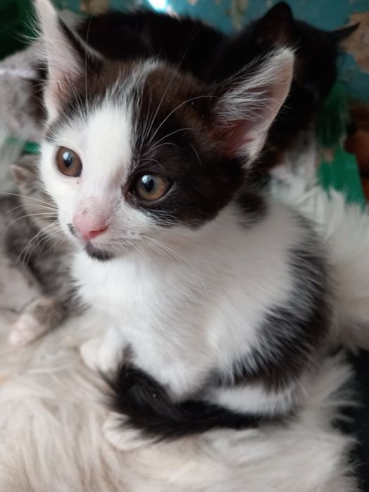 Котик, кошеня, котеня в добрі руки