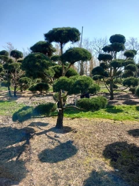 Bonsai-Niwaki formowane sosna cis jałowiec. Laurowiśnia jodła szmaragd