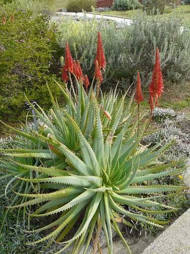 Catos grandes Aloe Vera Arborescens Babosa Miller + de 3/5 e + Anos