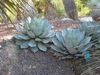 AGAVE parryi subsp..parryi +GRATISY