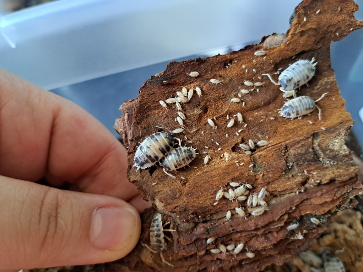 Porcellio laevis Dairy Cow – isopody ekipa sprzątająca maluchy