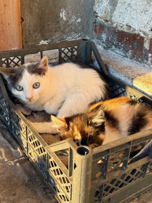 Кошенята в добрі руки, Безкоштовно