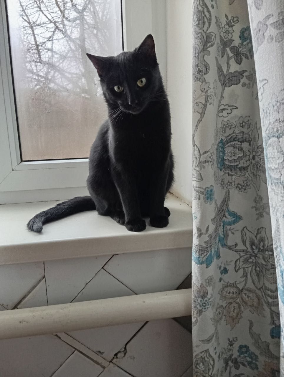 Котята отдам котенок мальчик