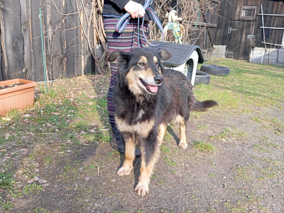 Belgia - super fajna sunia szuka domu