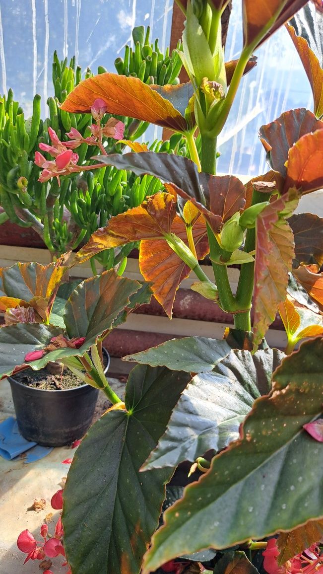 Begonia Maculata Duże Rośliny