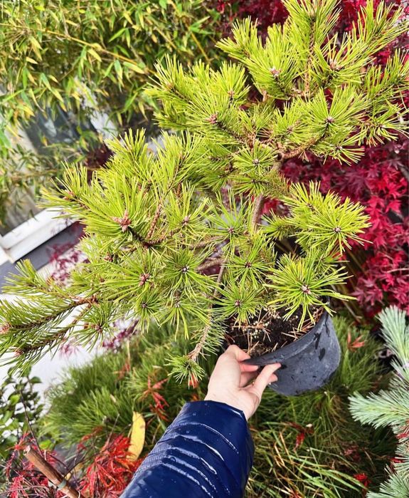 саджанці хвойних рослин