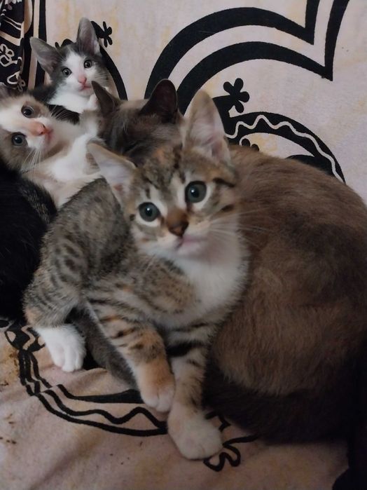 Gatinhos para adoção responsável