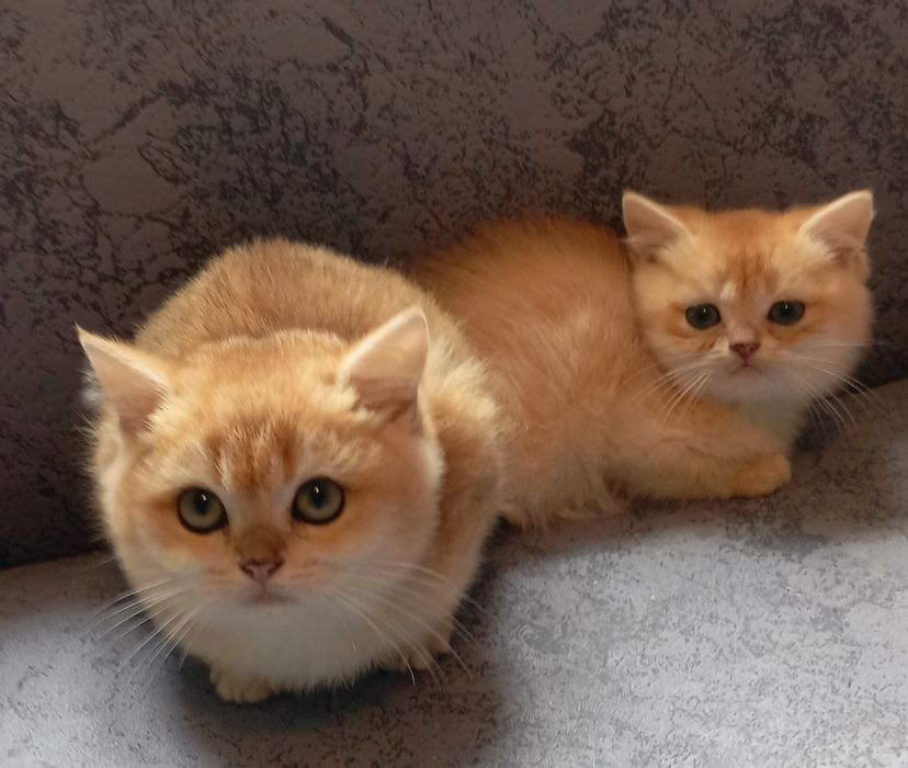 Бомбезні котята золотої шиншили від клубних батьків з паспортами