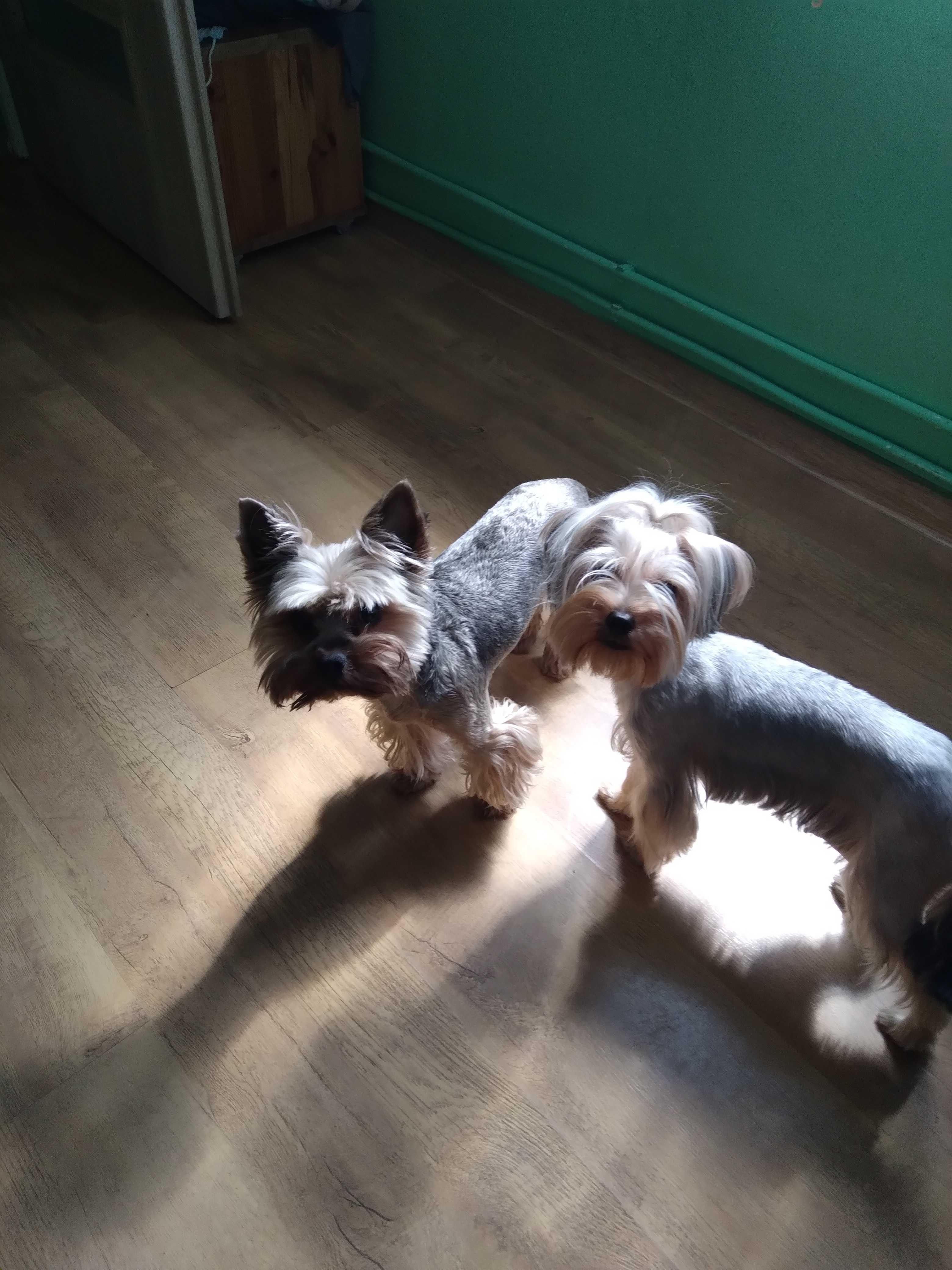 Mini piesek YorkiShire Terrier 4 pokoleniowy rodowód