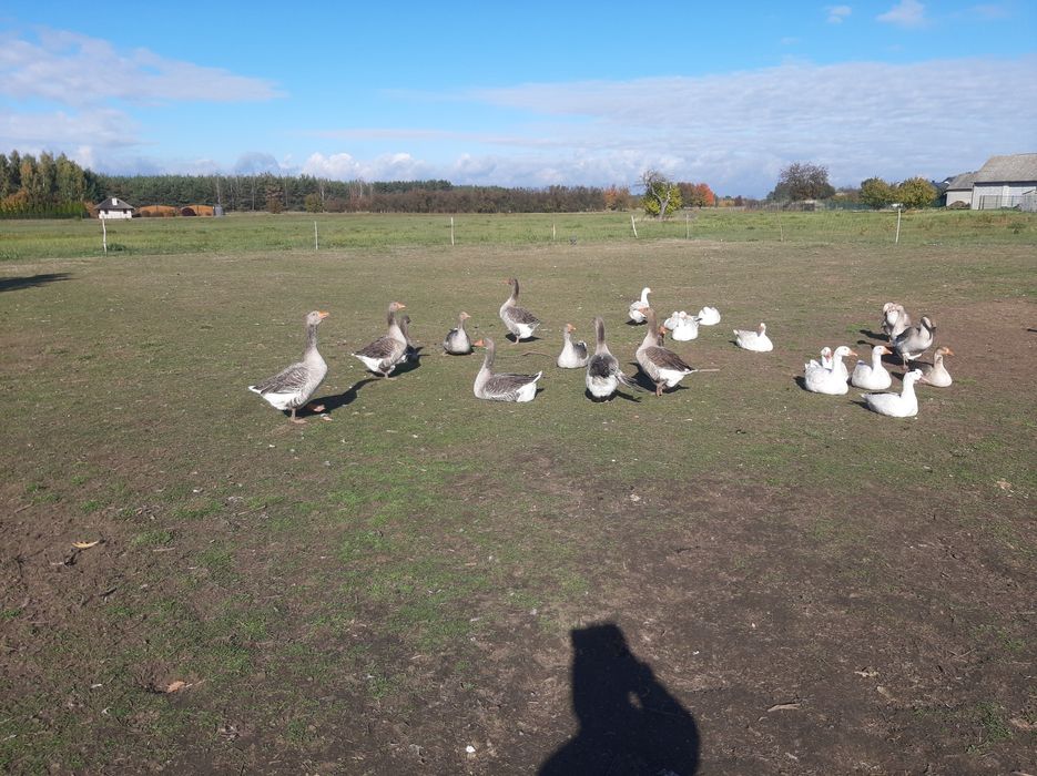 Gęsi, kaczki. Żywe lub tuszki.