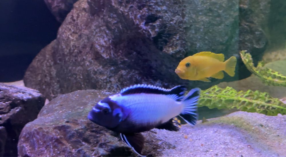 Pyszczaki Metriaclima koningsi Membe Deep