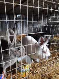 Продам крольчат.