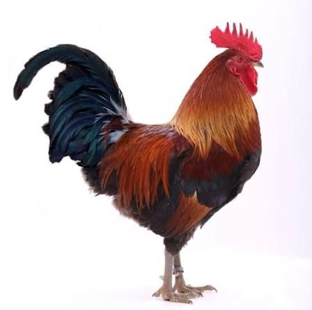 Młode kogutki zielononóżki