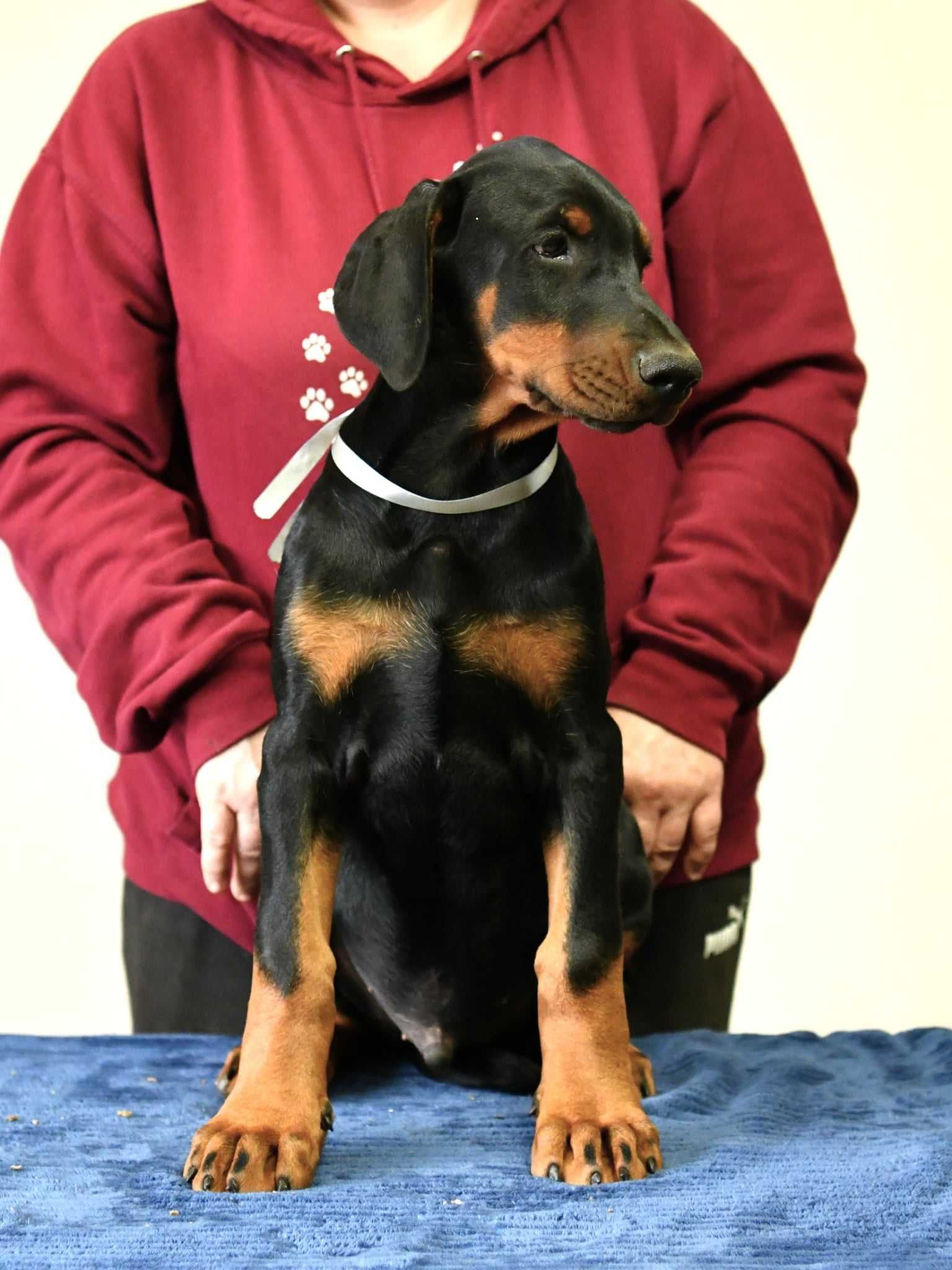 Doberman piesek FCI