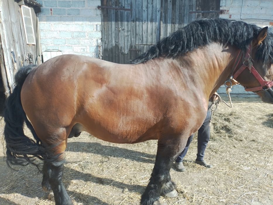 Sprzedam ogiera Etan