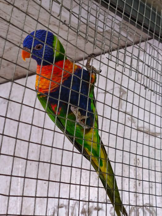 Casal de loris molucanos