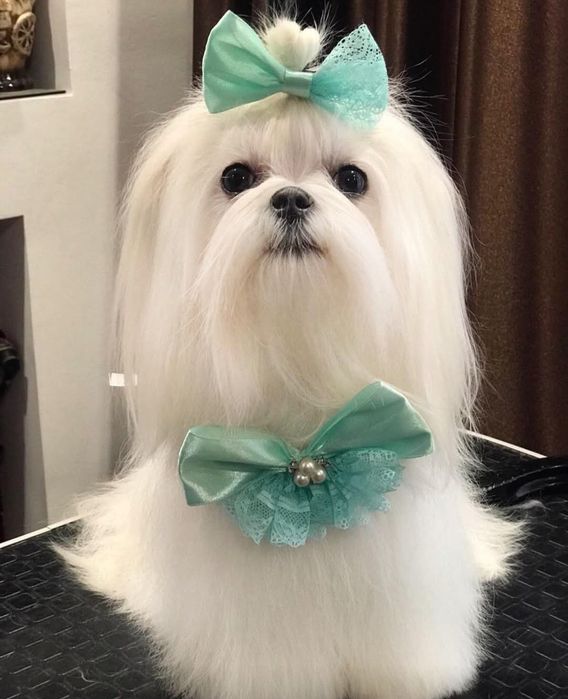 Выгул собак  мелких пород